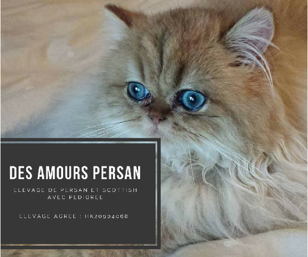 Elevage de persan et scottish en Belgique - Vente de chatons Persan et Scottish en Belgique
